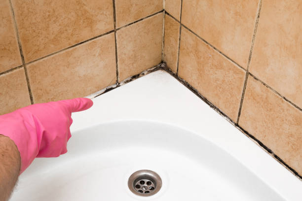 Best Mold Remediation for Specific Building Types in Gregory, TX